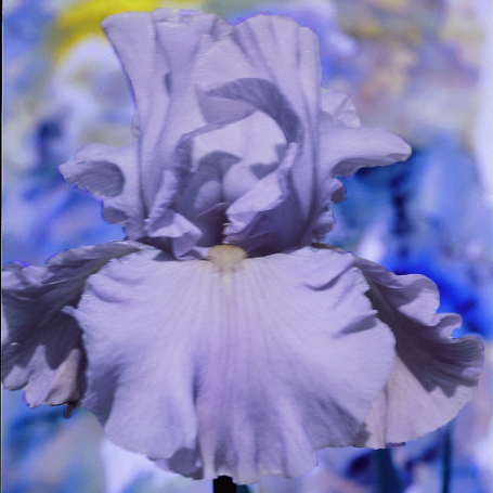 Picture of Navajo Jewel Iris Plant
