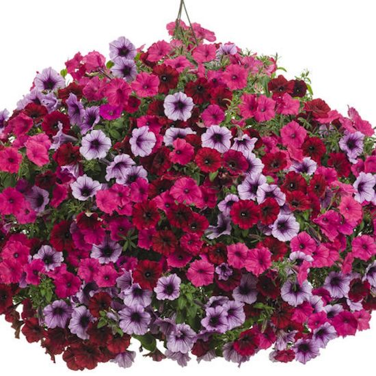 Picture of Proven Winners® Grand Traverse Flower Combination
