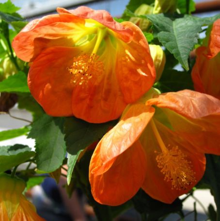 Picture of Lucky Lantern Tangerine Abutilon Plant