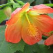 Picture of Lucky Lantern Tangerine Abutilon Plant