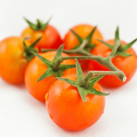 Picture of Sungold Cherry Tomato Plant