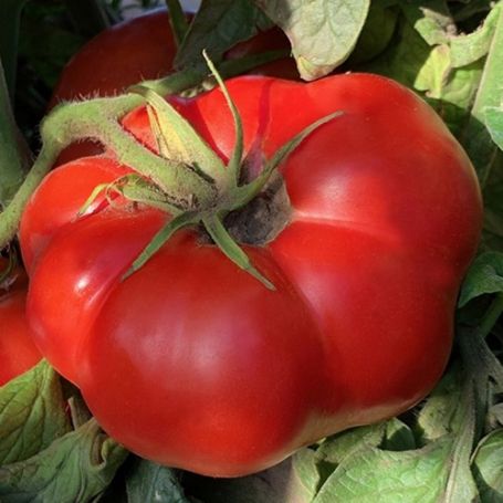 Picture of Brandywine OTV Heirloom Tomato Plant