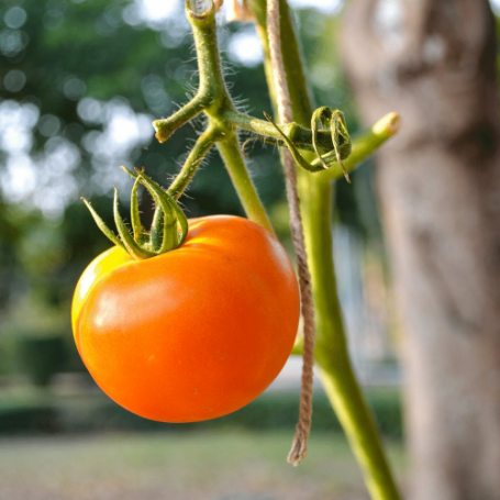 Picture of Chef's Choice Orange Tomato Plant