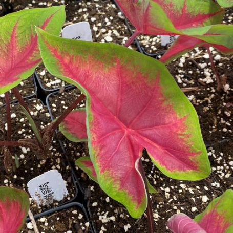 Picture of Scarlet Beauty Caladium Plant