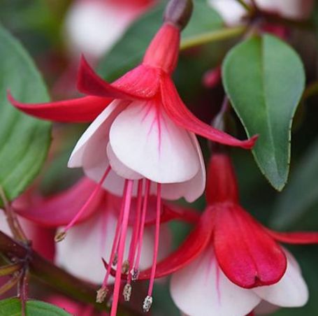 Picture of Skyrocket Fuchsia Plant