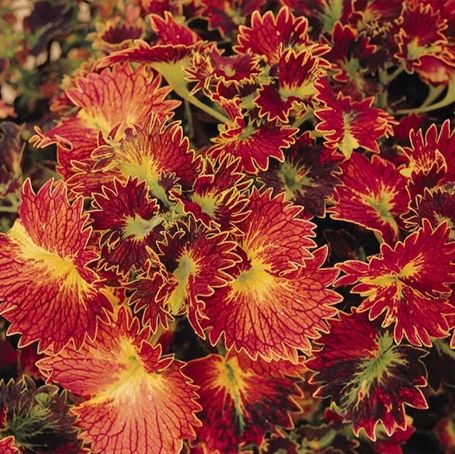 Picture of Stained Glassworks™ Tilt a Whirl Coleus Plant