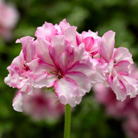 Picture of Ivy League® Cherry Blossom Geranium Plant