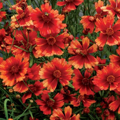 Picture of Desert Coral Coreopsis Plant