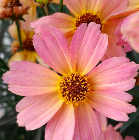 Picture of Permathreads™ Shades of Rose Coreopsis Plant