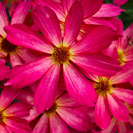 Picture of Permathreads™ Sweet Tart Coreopsis Plant