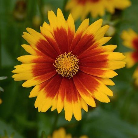 Picture of UpTick™ Gold and Bronze Coreopsis Plant