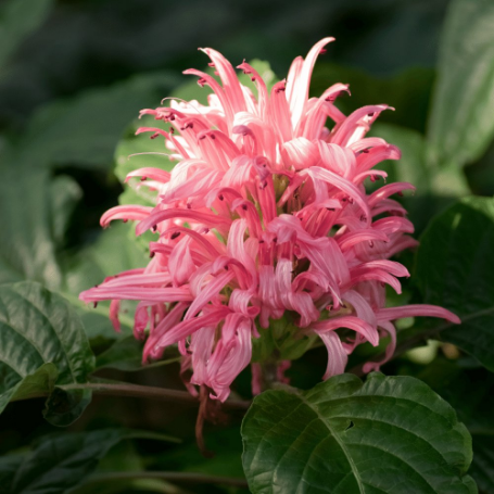 Picture of Jacobinia Pink Justicia Plant