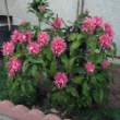 Picture of Jacobinia Pink Justicia Plant