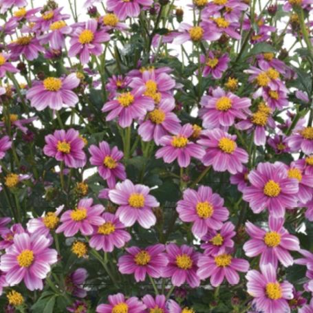 Picture of Pretty in Pink™ Bidens Plant