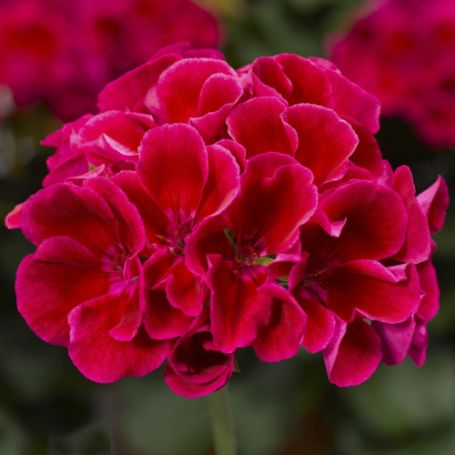 Picture of Calliope® Medium Crimson Flame Geranium Plant