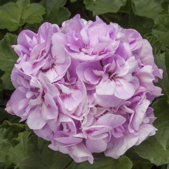 Picture of Calliope® Medium Light Lavender Geranium Plant
