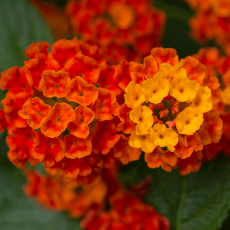 Picture of Hot Blooded™ Red Lantana Plant