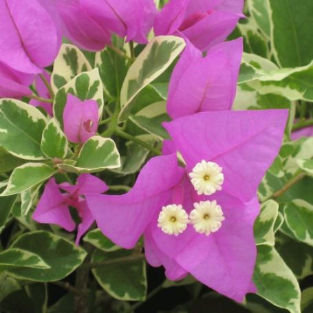 Picture of Violet Blueberry Ice Bougainvillea Plant