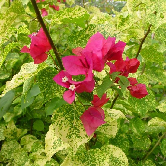 Picture of Fantasy Red Bougainvillea Plant