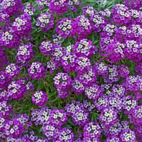 Picture of Purple Stream™ Lobularia Plant