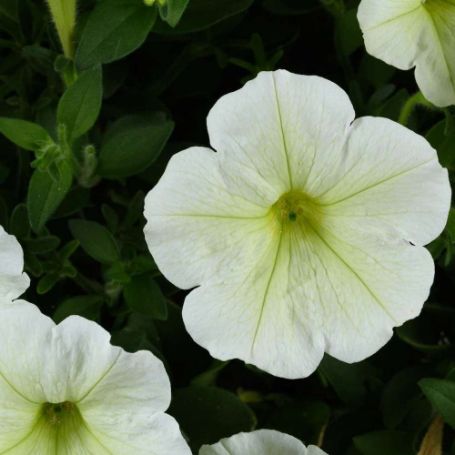 Picture of Cascadias™ Hint of Lime Petunia Plant