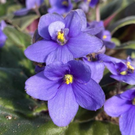 Picture of Periwinkle African Violet Houseplant