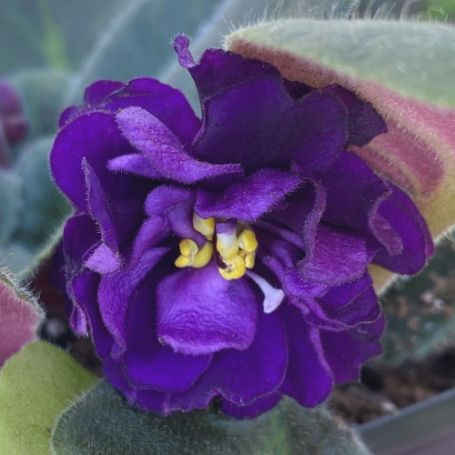 Picture of Purple African Violet Houseplant