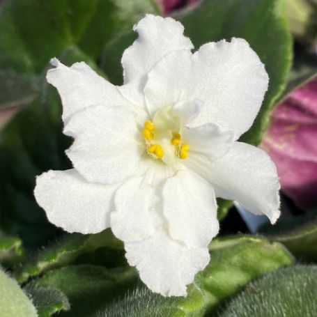 Picture of Pearl White African Violet Houseplant