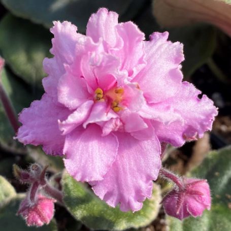 Picture of Pink Bicolor African Violet Houseplant