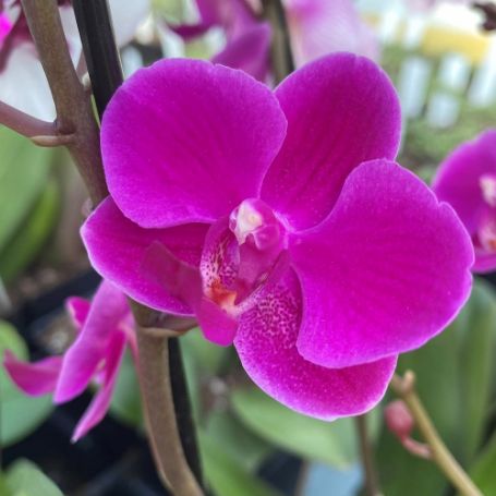 Picture of Violet Phalaenopsis Orchid Houseplant