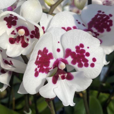 Picture of Mottled Plum Phalaenopsis Orchid Houseplant