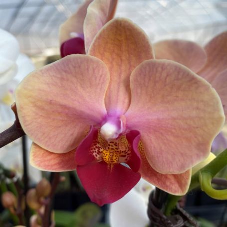 Picture of Apricot Phalaenopsis Orchid Houseplant