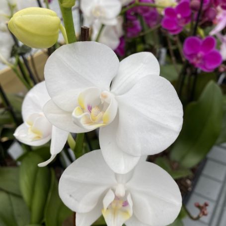 Picture of Pure White Phalaenopsis Orchid Houseplant