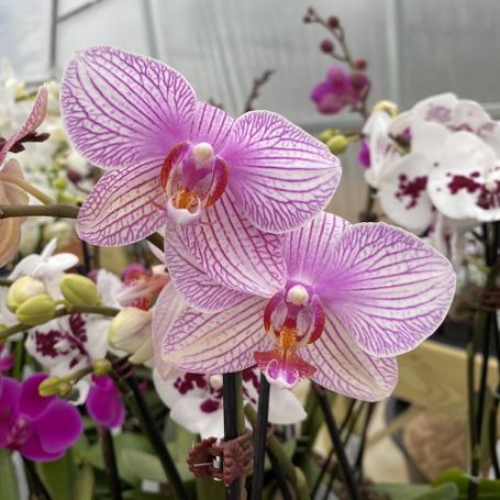 Picture of Pink Veined Phalaenopsis Orchid Houseplant