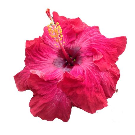 Picture of Maiden Cajun Hibiscus Plant