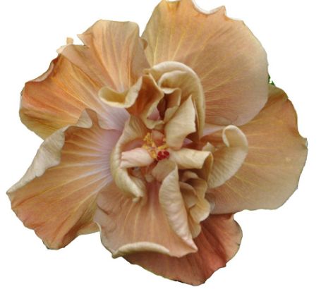 Picture of Caramel Rose Cajun Hibiscus Plant