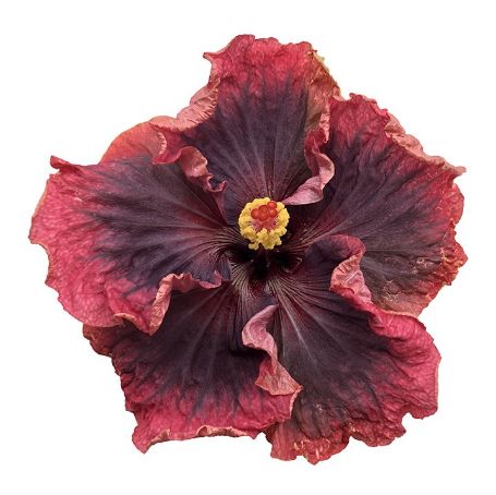 Picture of Heart of Darkness Cajun Hibiscus Plant