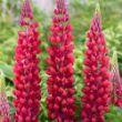 Picture of Westcountry™ Red Rum Lupine Plant