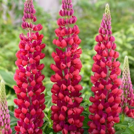 Picture of Westcountry™ Red Rum Lupine Plant