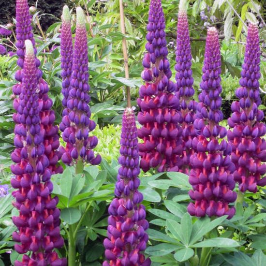Picture of Westcountry™ Masterpiece Lupine Plant