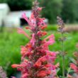 Picture of Kudos Coral Agastache Plant