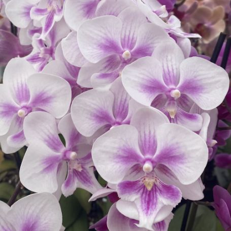 Picture of Lavender Splash Phalaenopsis Orchid Houseplant