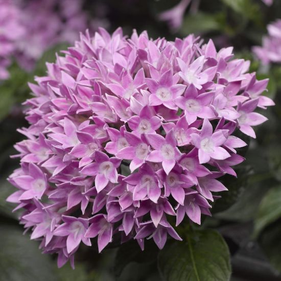 Picture of Starcluster™ Lavender Pentas Plant