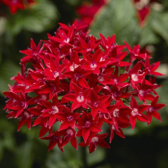 Picture of Starcluster™ Red Pentas Plant