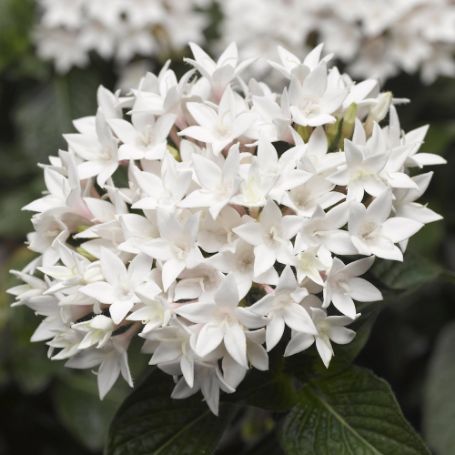 Picture of Starcluster™ White Pentas Plant