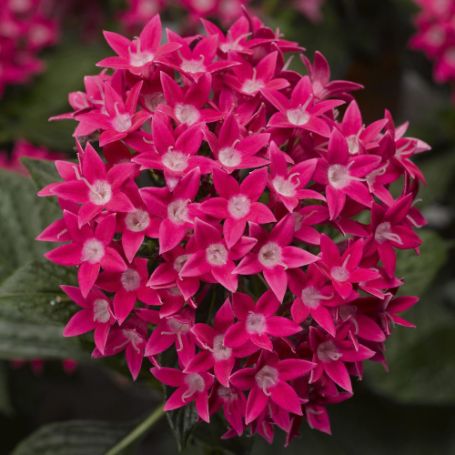 Picture of Starcluster™ Rose Pentas Plant