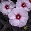 Picture of Dark Mystery Hardy Hibiscus Plant
