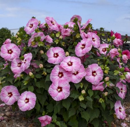 Picture of Summerific® Spinderella Hardy Hibiscus Plant