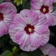 Picture of Summerific® Spinderella Hardy Hibiscus Plant