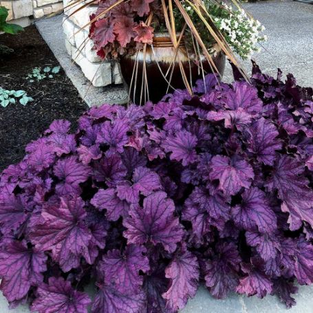 Picture of Forever® Purple Heuchera Plant